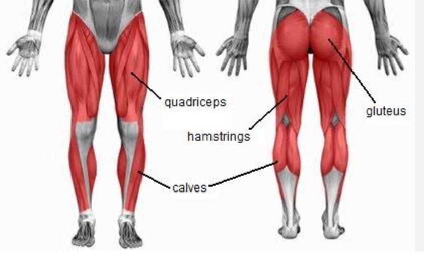 A diagram showing leg muscles