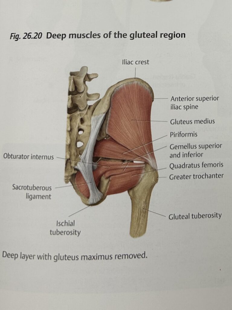 deep muscles of gluteal region
