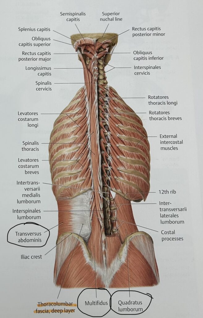individual paraspinal muscles