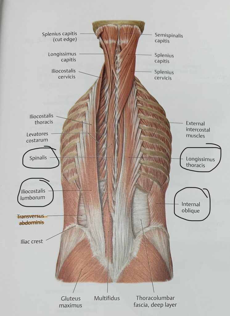 vertebrae with discs in between each vertebrae