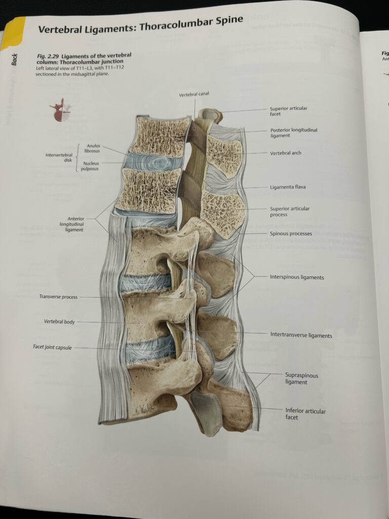 vertebral bone & disc tissue