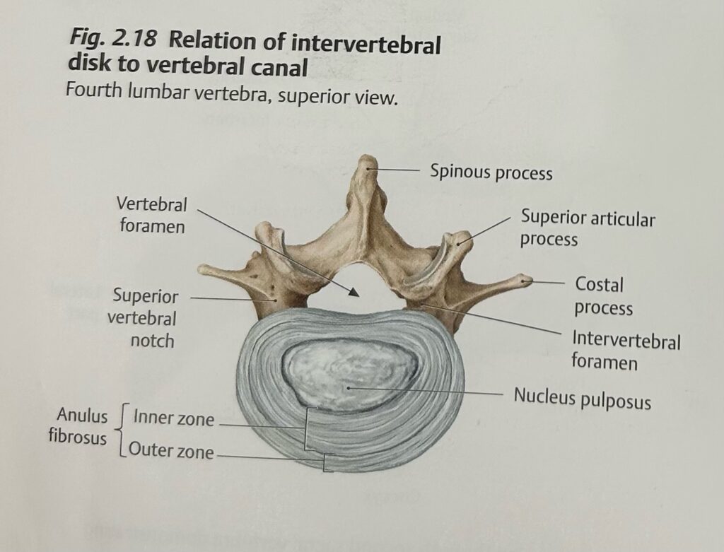 vertebrae & some of parts of the bones