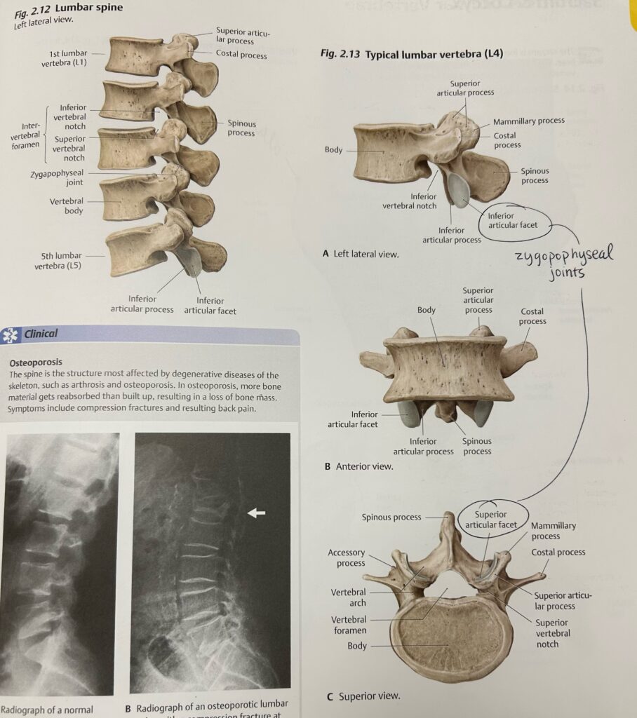 cervical, thoracic, & lumbar spines